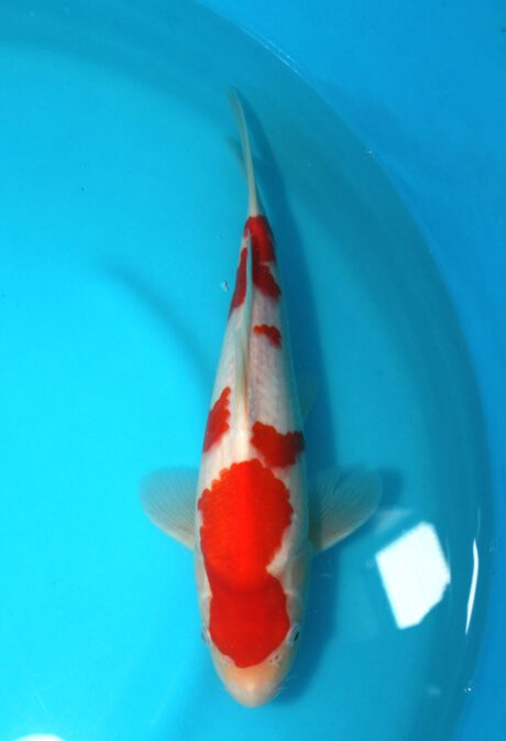 Tor006     Torazo   Tosai   Kohaku    30cm