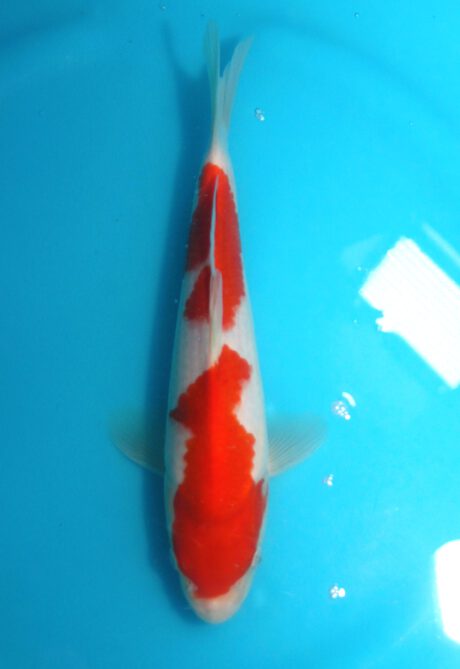 Tor008     Torazo   Tosai   Kohaku    29cm