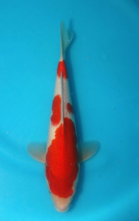 Tor010 Torazo Tosai Kohaku 31cm