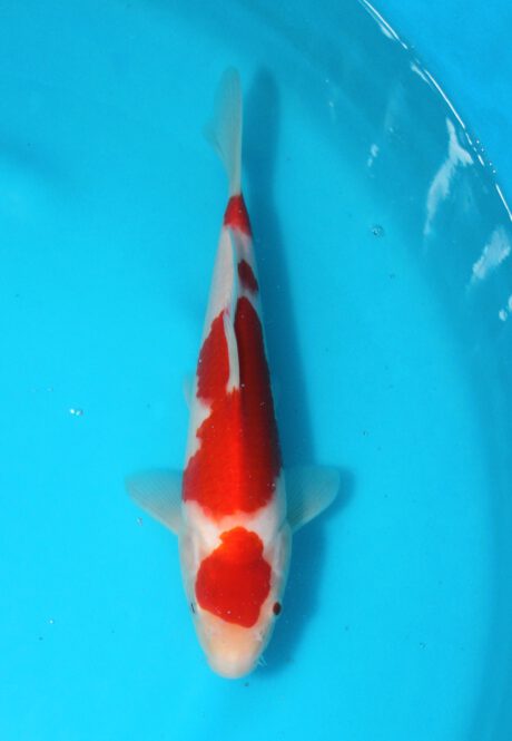 Tor011 Torazo Tosai Kohaku 26cm