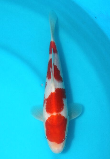 Tor012 Torazo Tosai Kohaku 28cm