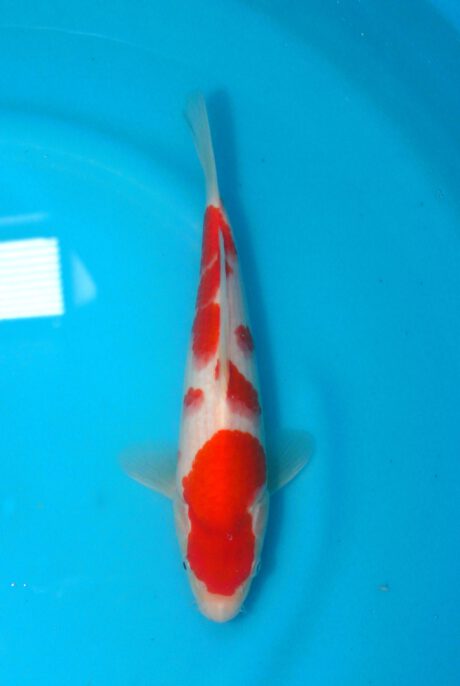 Tor013 Torazo Tosai Kohaku 25cm