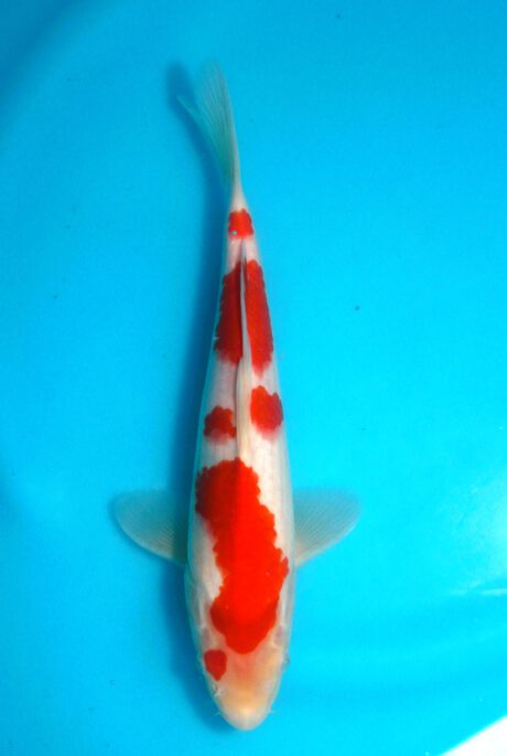 Tor014 Torazo Tosai Kohaku 28cm