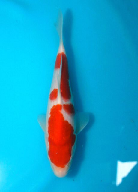 Tor015 Torazo Tosai Kohaku 25cm