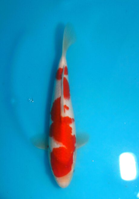 Tor017 Torazo Tosai Kohaku 29cm