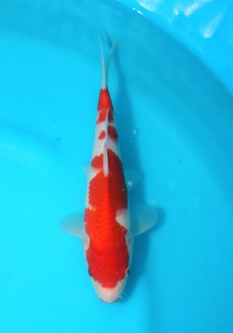 Tor018 Torazo Tosai Kohaku 24cm