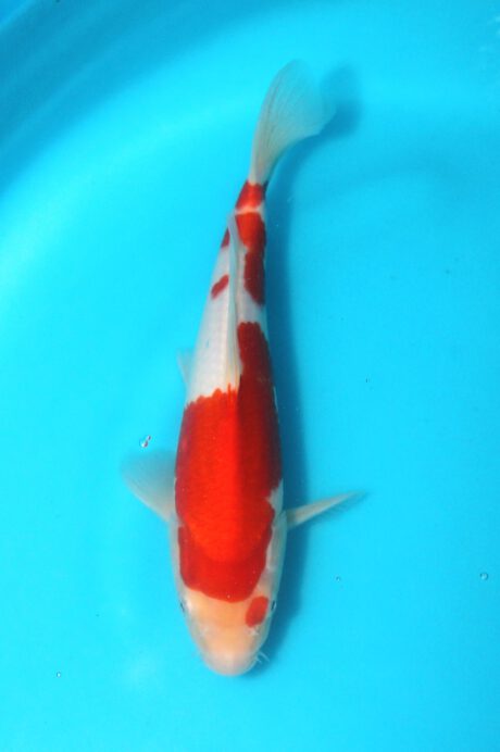 Tor019 Torazo Tosai Kohaku 26cm