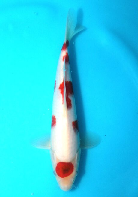 Izu023 Izumiya Maruten Koromo 25cm