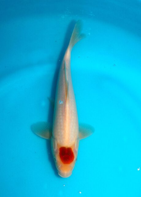 Izu025 Izumiya Tancho Koromo 28cm