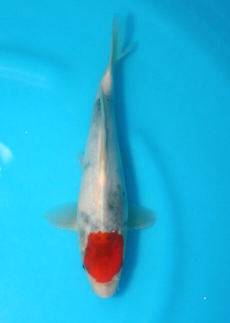 Izu027 Izumiya Tancho Showa 24cm