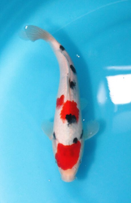 Izu029 Izumiya Kindai Sanke 26cm