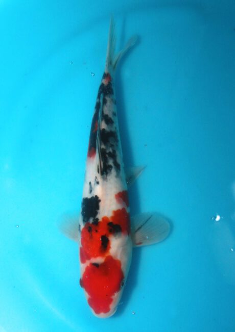 Izu030 Izumiya Sanke 28cm