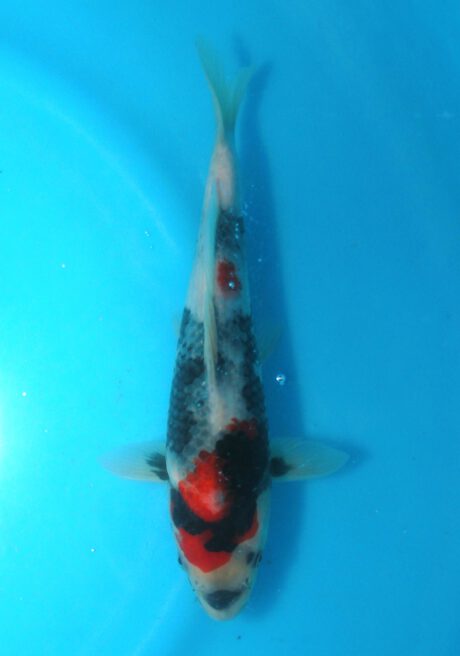 Izu032  Izumiya   Showa    24cm