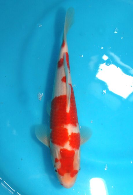 Izu033  Izumiya   Ai Koromo  34cm