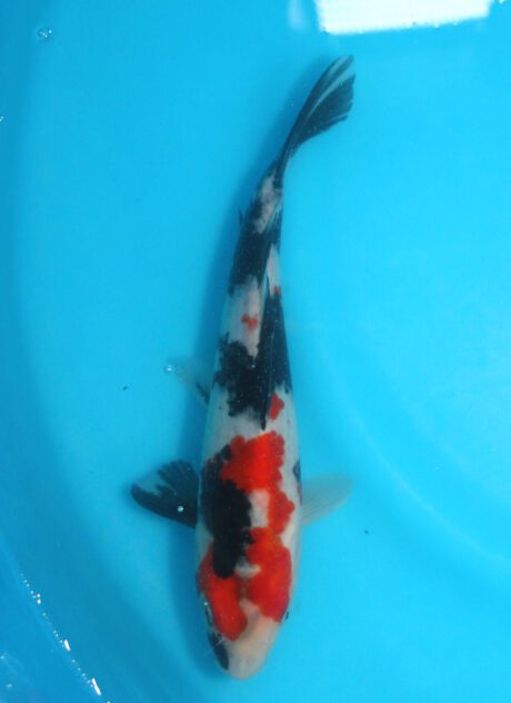 Izu034  Izumiya   Showa    25cm