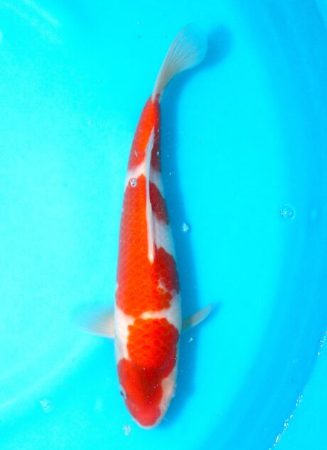 Izu035  Izumiya   Ai Koromo  29cm