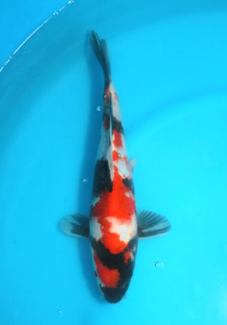 Izu036  Izumiya   Showa    28cm