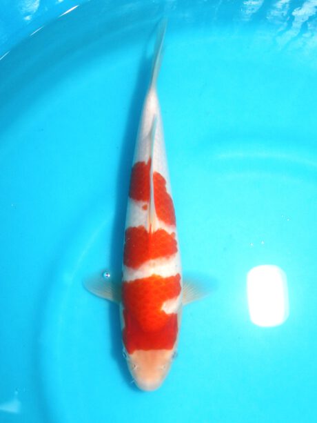 Izu037  Izumiya  Kohaku  30cm