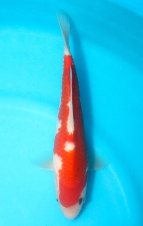 Izu039  Izumiya   Ai Koromo  26cm