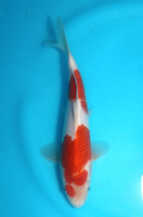 Izu040  Izumiya   Ai Koromo  26cm