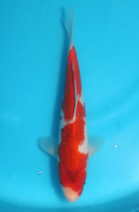 Izu041  Izumiya   Ai Koromo  26cm