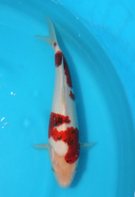 Izu042  Izumiya   Ai Koromo  29cm