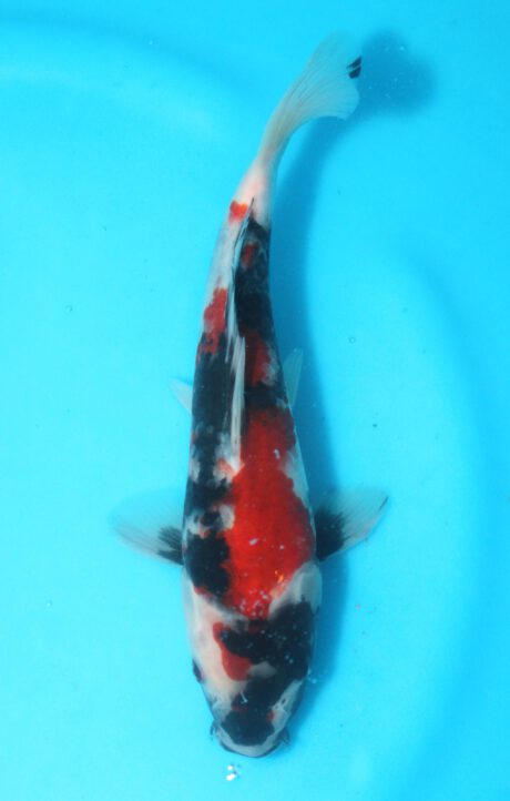 Izu044  Izumiya   Showa    26cm