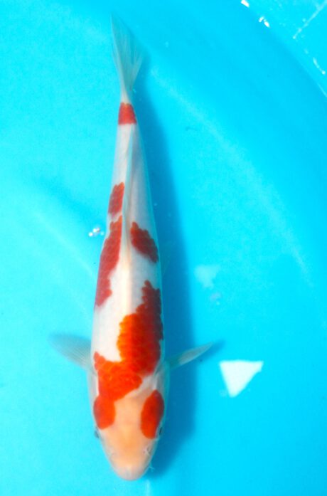 Izu045  Izumiya  Kohaku  26cm