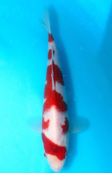 Izu047  Izumiya   Ai Koromo  26cm