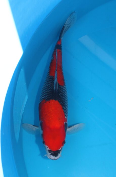 Aoki18     Aoki     Goshiki  40cm