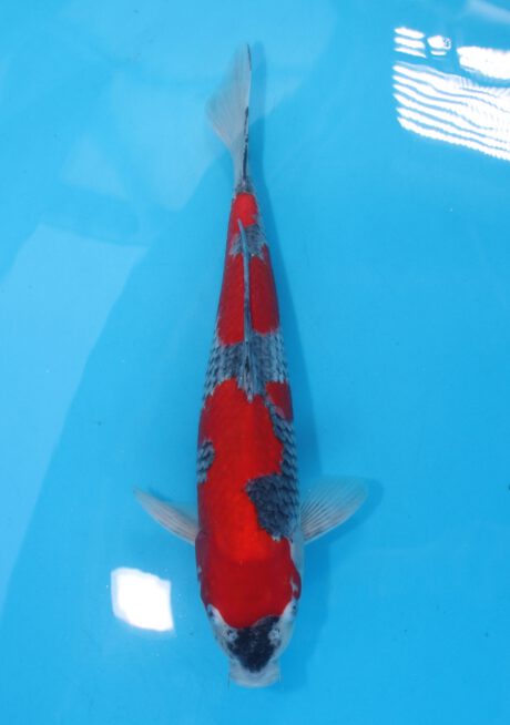 Aoki04     Aoki   HQ  Goshiki     37cm