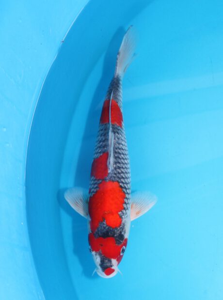 Aoki31     Aoki     Goshiki     37cm