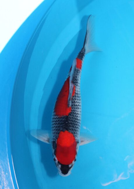 Aoki23     Aoki     Goshiki     38cm