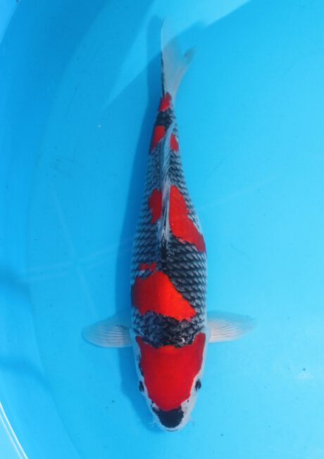 Aoki12     Aoki   HQ  Goshiki     36cm