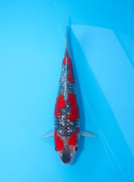 Koda15      Koda   Ginrin Goshiki   34cm