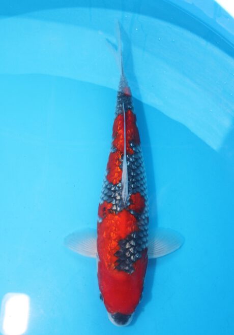 Koda19      Koda   Ginrin Goshiki   37cm