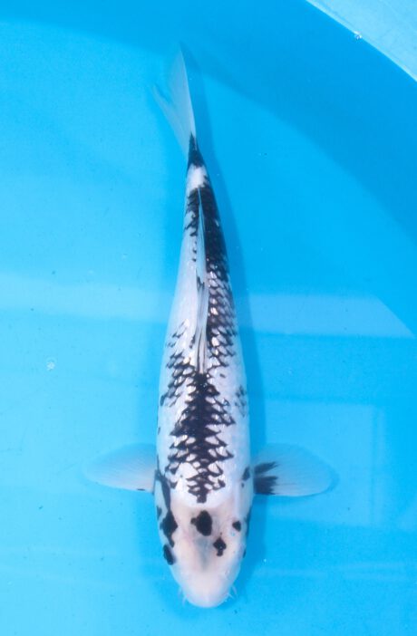 Aoki27    Aoki   HQ  Ginrin  Matsukawabake     36cm