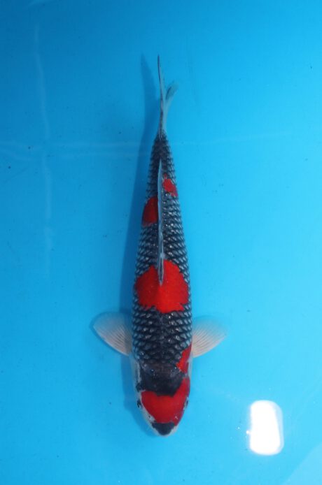 Aoki25     Aoki     Goshiki     36cm