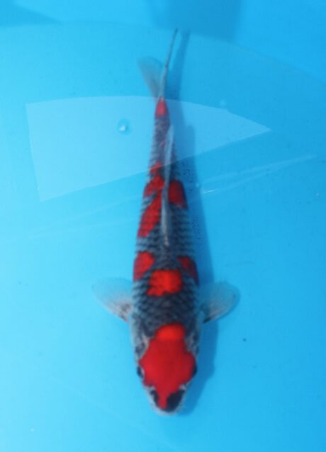 Koda39      Koda  Goshiki   33cm