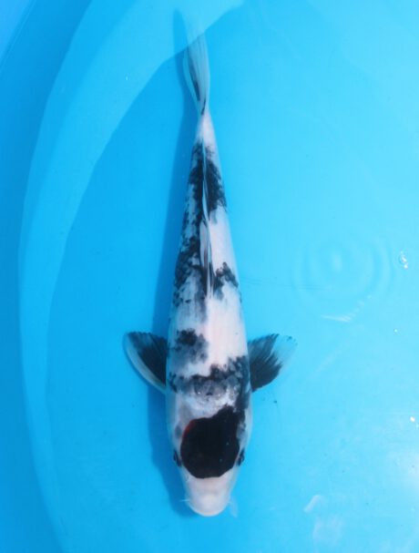 Koda37     Koda   Tancho Showa   jetzt   Shiro Utsuri    35cm