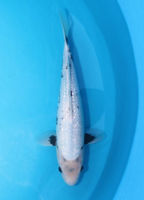 Aoki22    Aoki   HQ  Ginrin  Matsukawabake     37cm