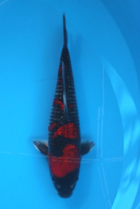 Aoki09    Aoki    Kuro  Goshiki     37cm