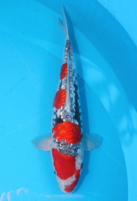 Koda25   Koda    Doitsu Ginrin Goshiki    38cm