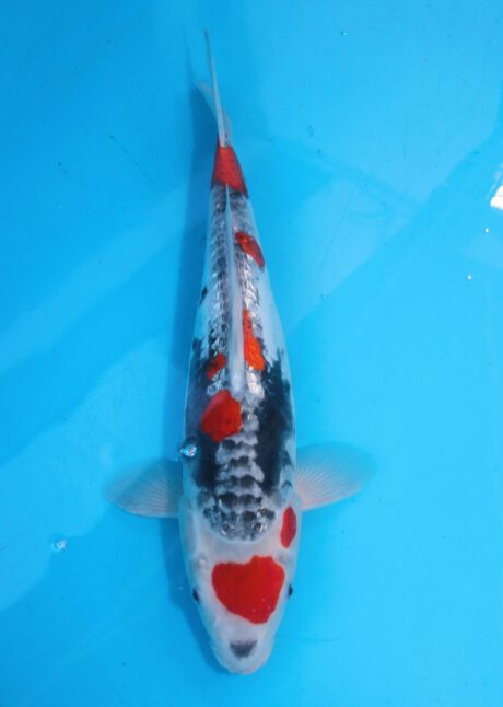 Koda09   Koda    Doitsu Ginrin Goshiki    36cm