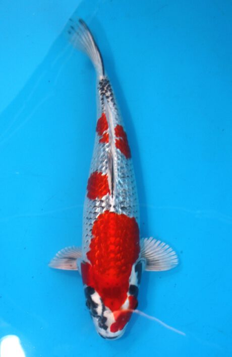 Aoki28    Aoki   HQ  Ginrin  Goshiki     40cm