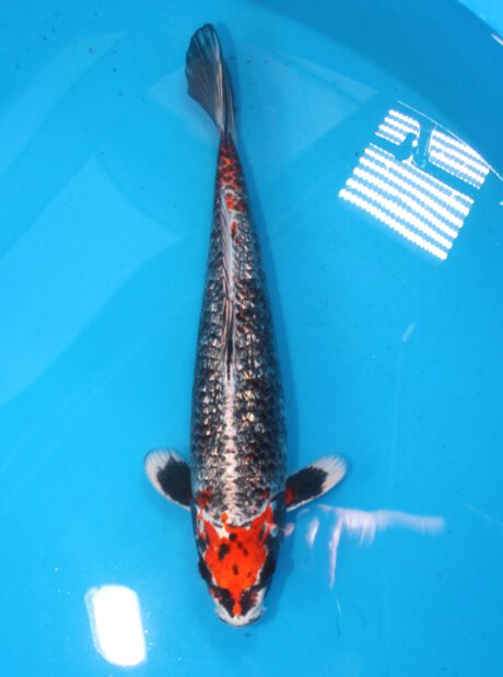 Aoki26    Aoki  Ginrin Beni Ginga  39cm