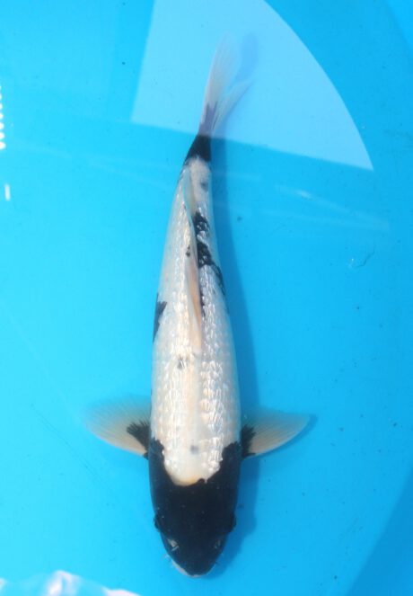 Aoki05    Aoki   HQ  Ginrin  Matsukawabake     34cm