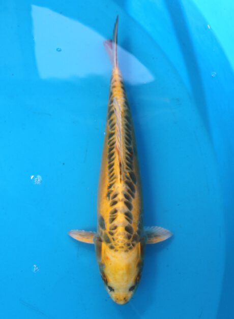 Aoki16    Aoki   Yellow Dragon    36cm