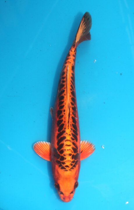 Aoki03    Aoki   Orange Dragon    35cm