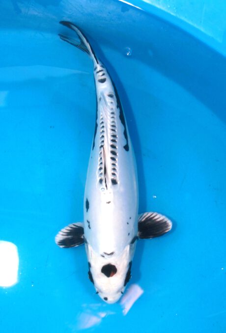 Aoki10    Aoki   HQ Kikokuryu    36cm